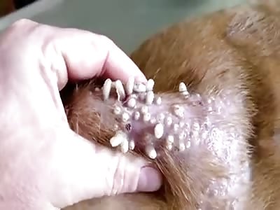 Mass botfly larvae removal from dog.