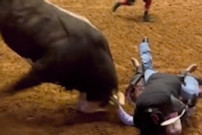  Dad protects unconscious son from raging bull after falling