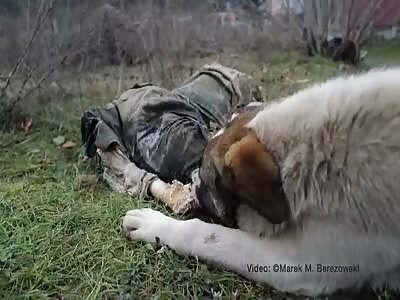 A dog eats a dead Russian rat