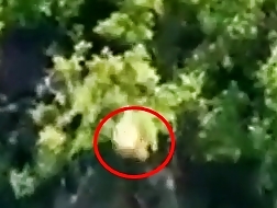 Grenade drop on Russian soldier through the canopy of a tree