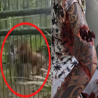 Lion Bites a Man’s Arm and Almost Tears it Apart to Eat at a Zoo In Honduras