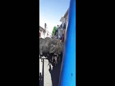Ukrainian man and a girl brutally run over by bulls in Spain