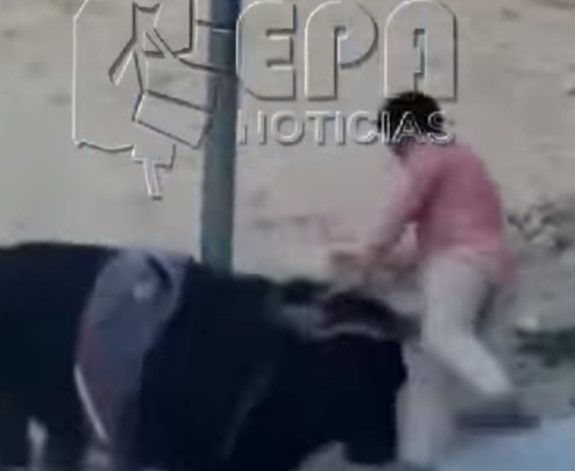 Get out of the way of a Peruvian destroyer bull