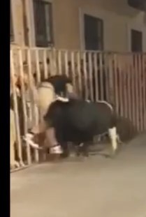 Victims of a bull run in Spain