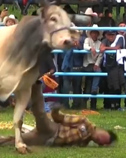 Mexican bullfighter thrown to the ground and nearly trampled to death