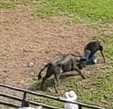 Dude seems to enjoys being fucked up by bull