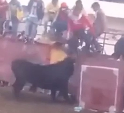 Horrible death, man chased and killed by bull