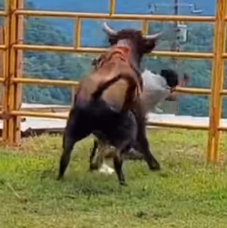Man punched the bull and got fucked