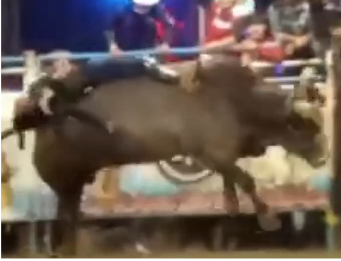 Never sleep on top of Mexican bulls