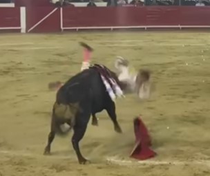 Ferocious bull fucks bullfighter's life
