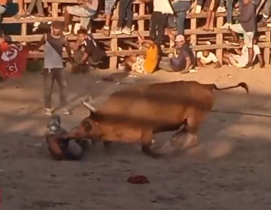 Brute bull attacks in Colombia