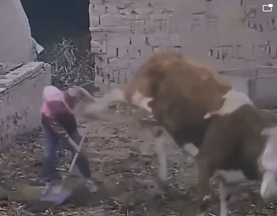 You're In Cow Territory Now Bitch!