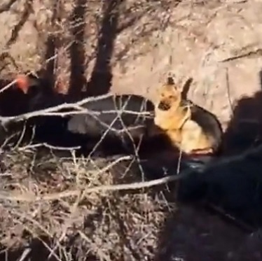 Dog Refuses To Abandon His Dead Owner Killed By Russian Troops (Full Video)