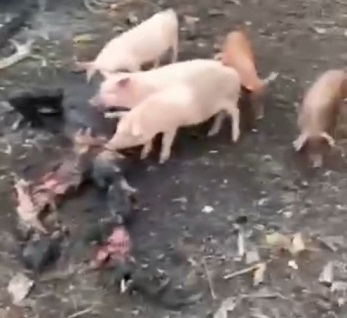 Video Shows Ukraine Pigs Eating Russian Soldiers