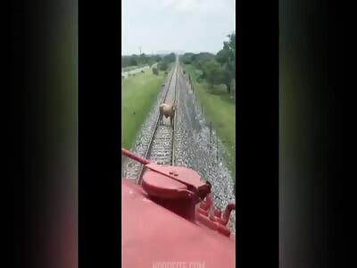 Trains vs Animals