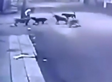 Pack of Feral Dogs Attack a Helpless Woman in the Dark of the Night 