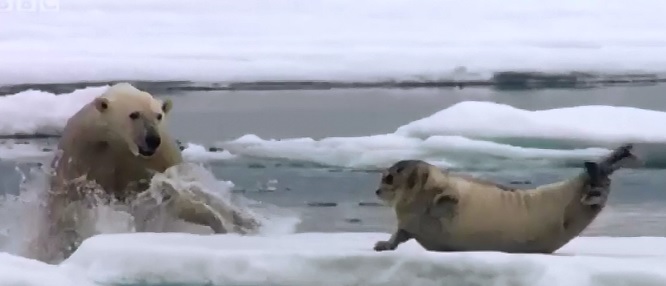 Rare Footage of Polar Bear Ambushing a Large Seal 