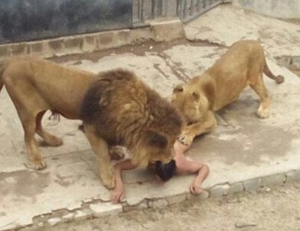 'Suicide by LION': Man strips Naked and Jumps into a Chilean Zoo's Enclosure 