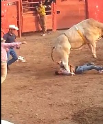 Dude Trampled by Bull