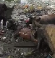 DAMN: Pigs Eat Humans Thrown in Down a Ravine 