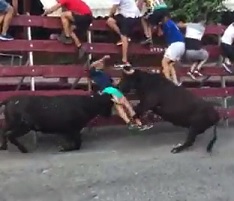 Moron in Green Shorts Gets Owned by TWO Bulls.