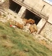 Lions Maul Man to Death at Zoo.