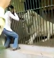 DAMN: Lion Rips Zoo Employees Arm Off (w/ Aftermath)