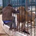 Lion Eats Guys Arm at a Zoo (Best Angle)