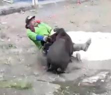 Holy Shit: Wild Boar Goes on Attack Mode
