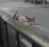 Killer Dog Attacks Girl Walking Down the Street