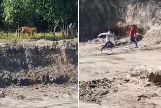 DAMN: Angry Bengal Tiger Attacks Locals.