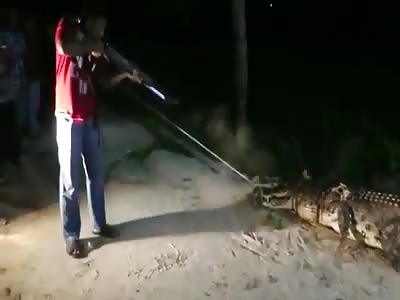 man-eating giant crocodile is captured and killed by shotgun blasts