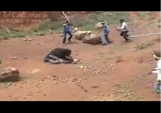 Bear attacks a man is killed by the villagers and then burned