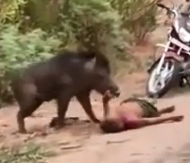 MAN BEING ATTACKED BY WILD BOAR