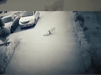 OMG - LITTLE GIRL BITTEN AND DRAGGED BY DOG
