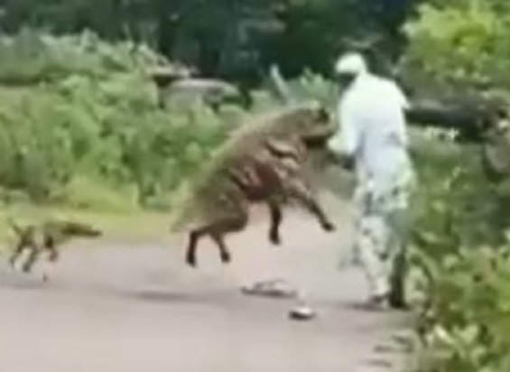 Hyena Attacks Villagers in Maharashtraâ€™s Kharpudi Village