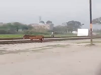 Train Vs Deaf Donkey