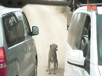 Leopard Attacks Tourist and Villagers Incredible Footage Best Tourist and Villagers Incredible