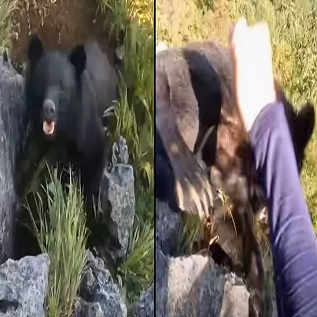 Bear Attacks Mountain Climber on Sheer Cliff Face in Shocking Footage