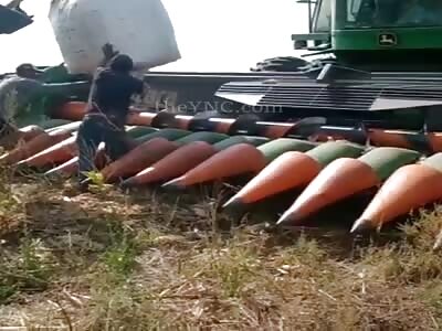 A Bad Day for Farm Worker (full video).