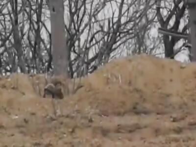 Russian Sniper Takes Out Ukrainian With A Precise Headshot