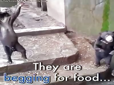 SAVE SUN BEARS IN INDONESIA ZOO FROM STARVATION