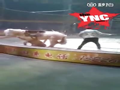 tiger and horse fight in Hebei because the horse kicked the tiger