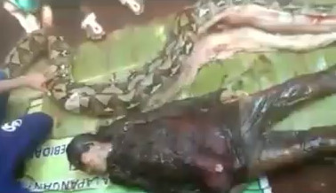 Damn! Removing Human from a Dead Anaconda's Stomach .