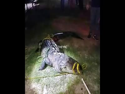 Porn Boy Fuck Crocodile