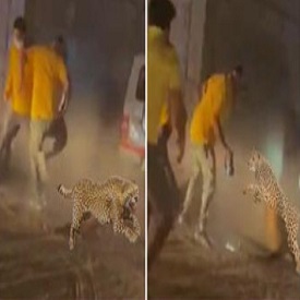 Leopard Attack During Rescue Operation In India