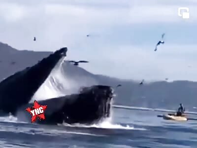 Humpback Whale Attempts To Eat Two Kayakers in California