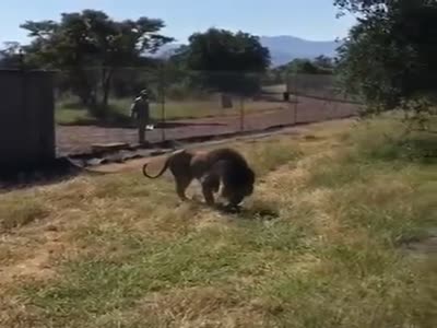 Tourist gets dragged like rag doll by Lion