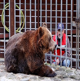 Disturbing Video Shows Zookeeper Mauled by Brown Bear In Uzbekistan