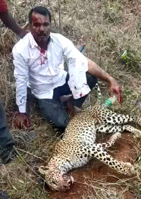 Karnataka Man Strangles Leopard to Death in Battle of Survival